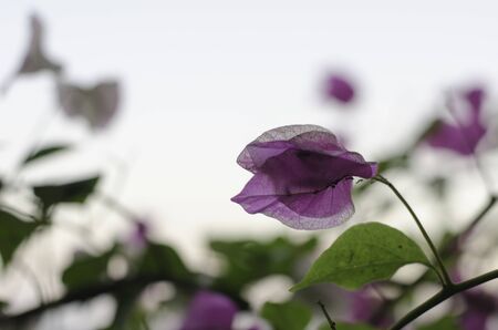 pink Bougainvillea with antsの写真素材