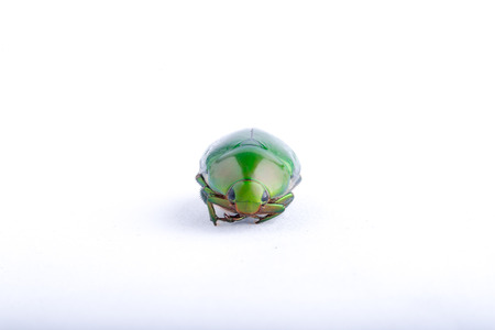 scarab beetle