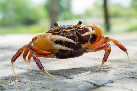 Mealy crab Thaipotamon Chulabhornの写真素材