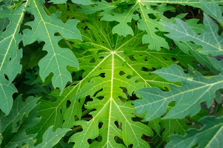 Green Leaves Backgroundの写真素材