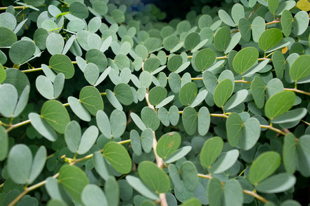 Green Leaves Backgroundの写真素材
