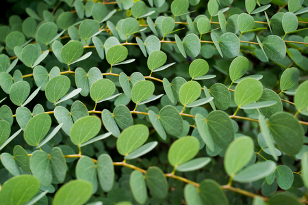 Green Leaves Backgroundの写真素材