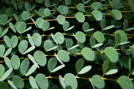 Green Leaves Backgroundの写真素材