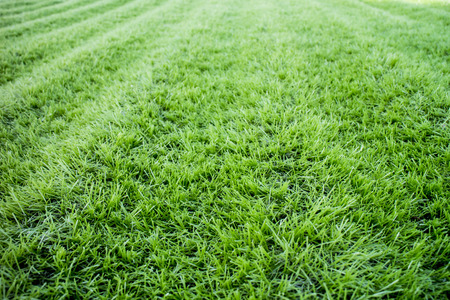 green grass backgroundの写真素材