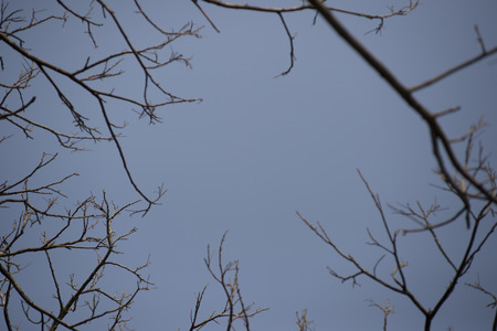 abstract wood branchの写真素材