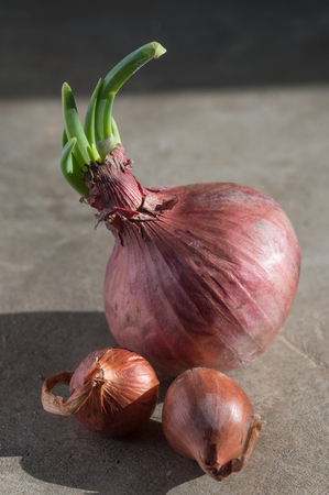 Red Onionの写真素材
