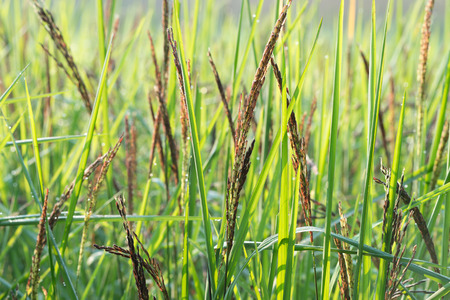 rice spikeの写真素材