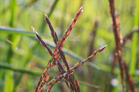 Rice and rice spikeの写真素材