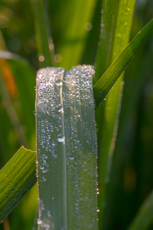 dew drop on grassの写真素材
