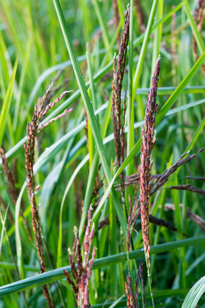 Rice and rice spikeの写真素材