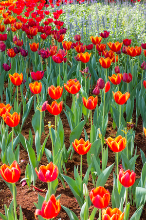 orange tulipの写真素材