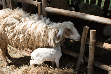 Sheep with cageの写真素材