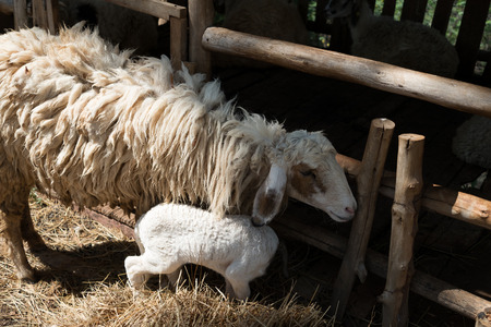 Sheep with cageの写真素材