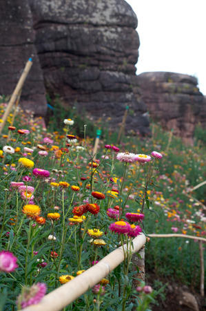 Straw flower fieldの写真素材