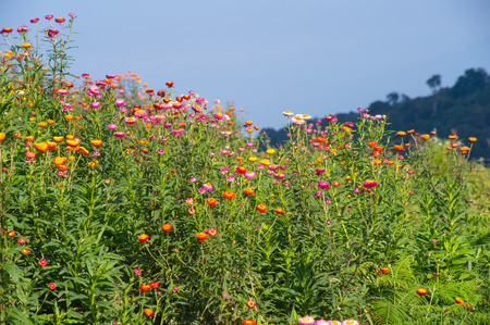 Straw flower fieldの写真素材