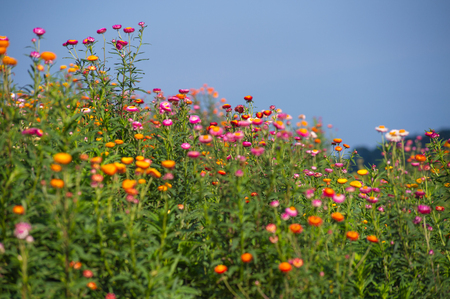 Straw flower fieldの写真素材