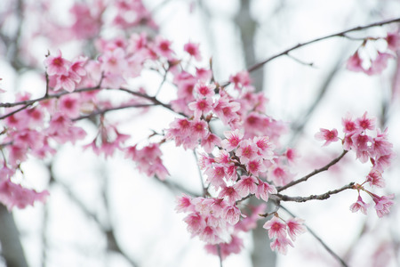 Wild Himalayan Cherryの写真素材