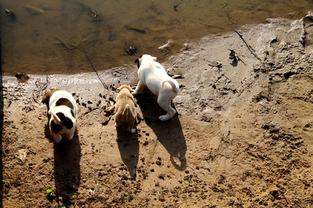 Little Dogs (Uthai Thani)のeditorial素材