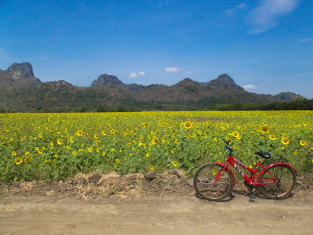 Sunflower Fieldの写真素材