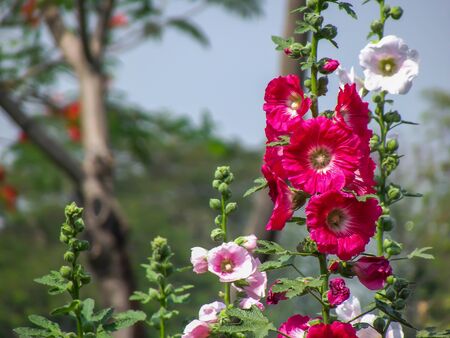 beautiful hollyhock flower in the parkの写真素材