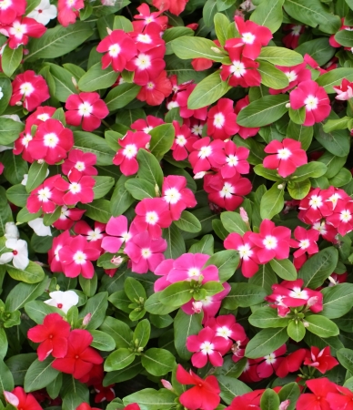 Pink periwinkleの写真素材