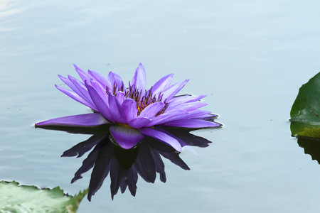 Beautiful lotus backgroundの写真素材