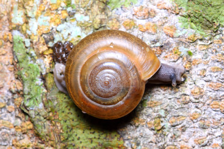 Snail on the tree の写真素材