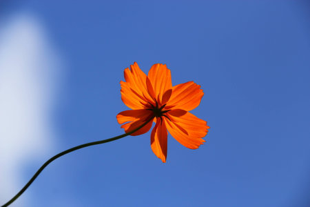 Orange flowers and skyの写真素材
