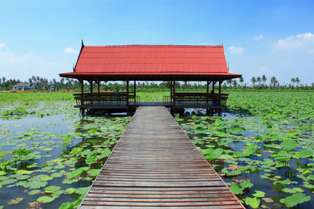 Lotus and pool hallの写真素材