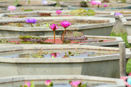 lotus flowerの写真素材
