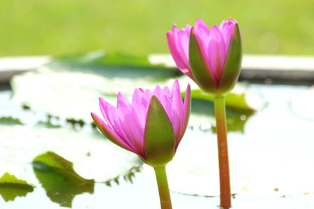 lotus flower