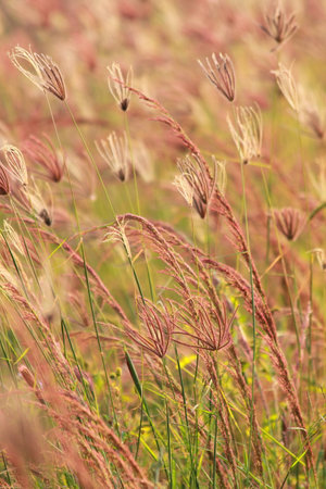 Grass in the wind