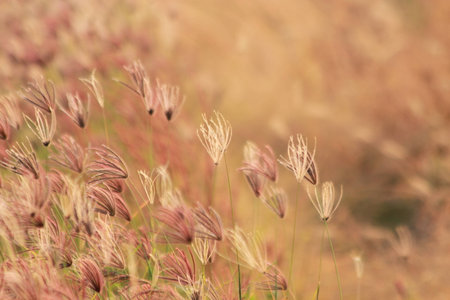 Grass in the windの写真素材