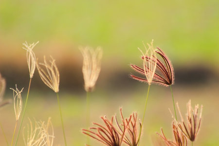 Grass in the wind