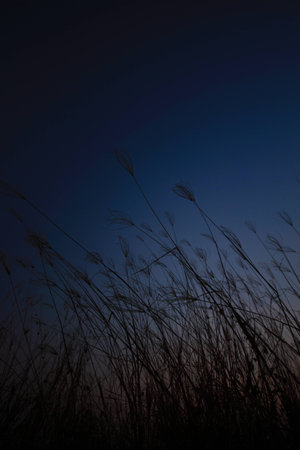 Silhouette of grassの写真素材