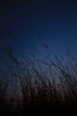 Silhouette of grass And sunset
