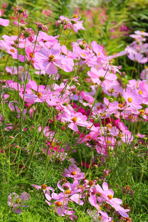 flower gardenの写真素材