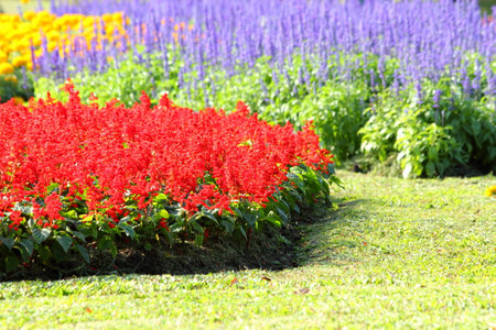 flowers in gardenの写真素材