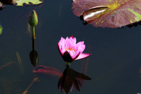 Lotus in the pondの写真素材