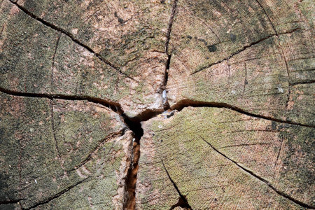 The bark of the tree