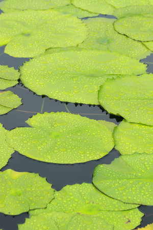 Drops of water on a lotusの写真素材