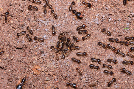 termite