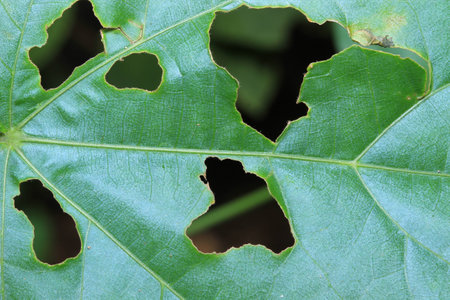 bitten leaveの写真素材