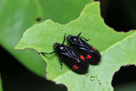 Insects on leafの写真素材