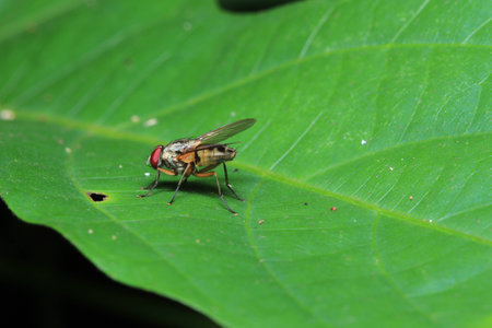 fly on a leaf