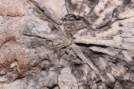 tree barkの写真素材