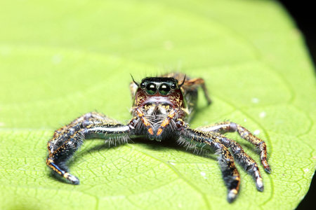 spiderの写真素材