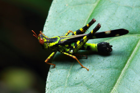 Grasshopper in natureの写真素材