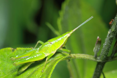 Grasshopper in nature
