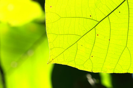 leaves